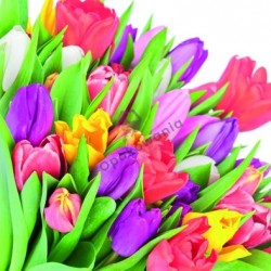 Serwetki tulipany 3W 33x33 20szt KW069